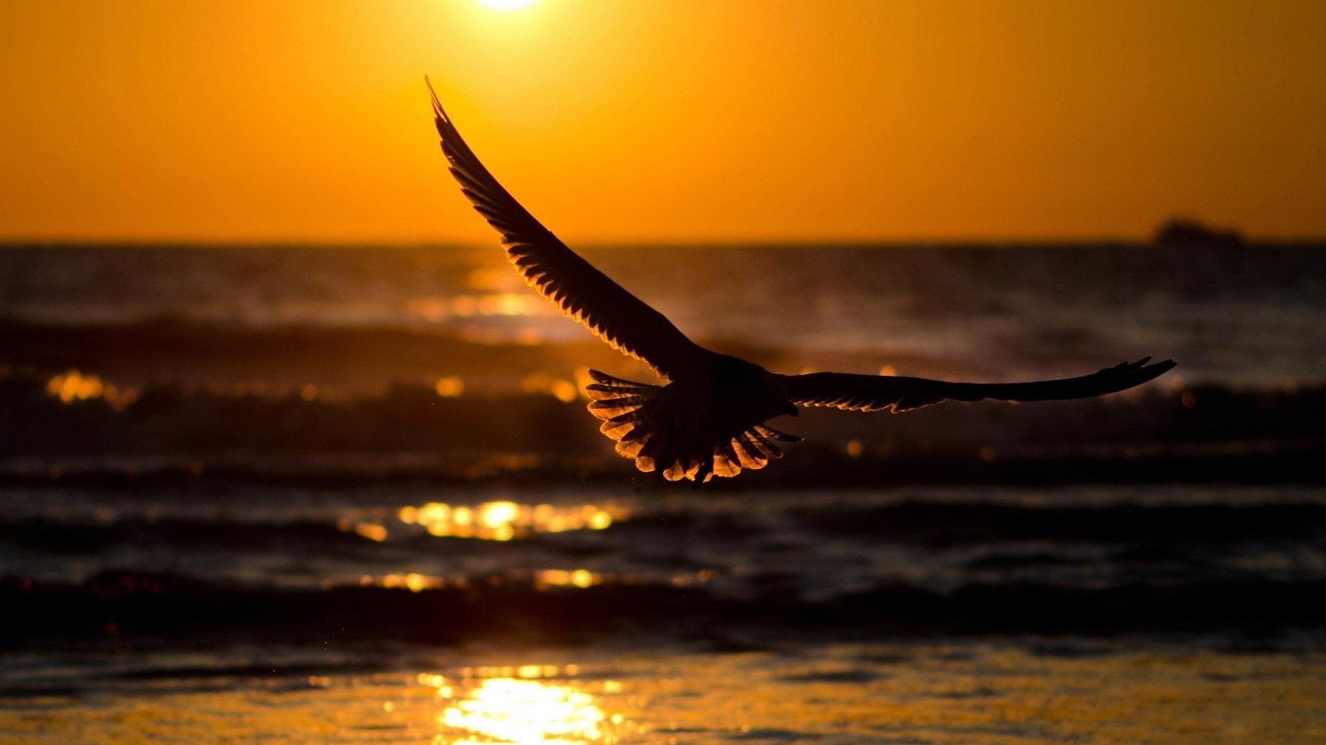 bird ocean sunset wings lit up